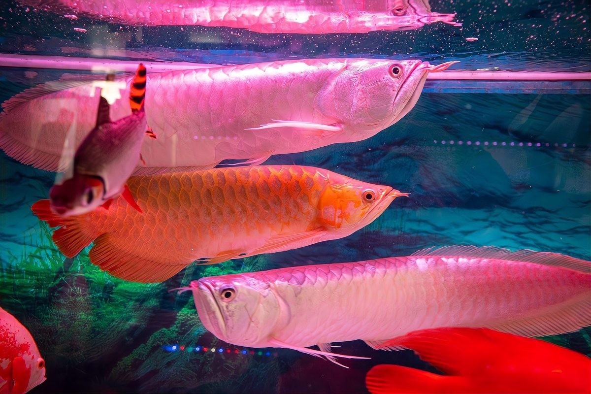 龍魚怎么區分