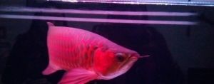 北京金龍魚魚苗價格：北京金龍魚魚苗價格走勢