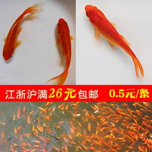 喂食龍魚的活體小金魚如何檢疫：喂食龍魚的活體小金魚在檢疫中需要注意以下幾個方面 喂食龍魚的活體小金魚如何檢疫：喂食龍魚的活體小金魚在檢疫中需要注意以下幾個方面 龍魚百科 第2張