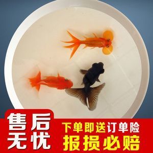 喂食龍魚的活體小金魚如何檢疫：喂食龍魚的活體小金魚在檢疫中需要注意以下幾個方面 喂食龍魚的活體小金魚如何檢疫：喂食龍魚的活體小金魚在檢疫中需要注意以下幾個方面 龍魚百科 第1張