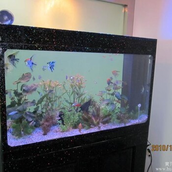 茂南區(qū)閑情水族店（茂南區(qū)閑情水族店地址）