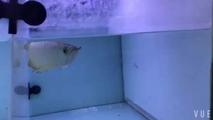 廣州哪里是批發龍魚的？：廣州哪里有批發龍魚的？ 廣州哪里是批發龍魚的？：廣州哪里有批發龍魚的？ 龍魚百科 第3張