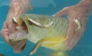 龍魚多長時間檢疫一次啊：(龍魚吃食吐了怎么回事(龍魚吃食吐了怎么回事