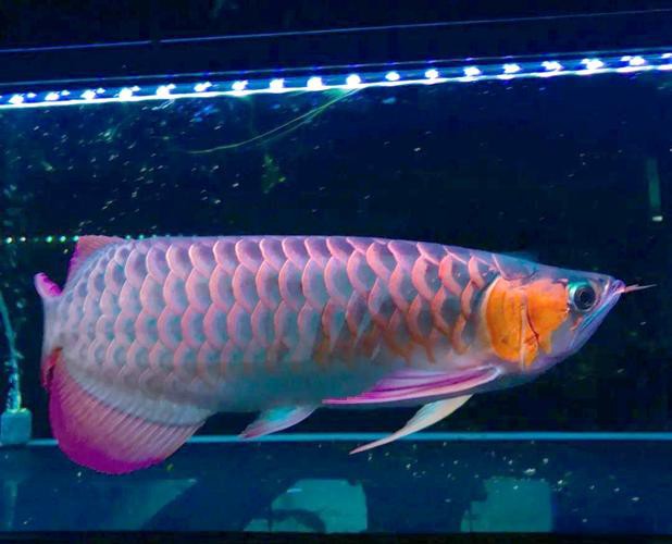 北海龍魚圖片欣賞圖