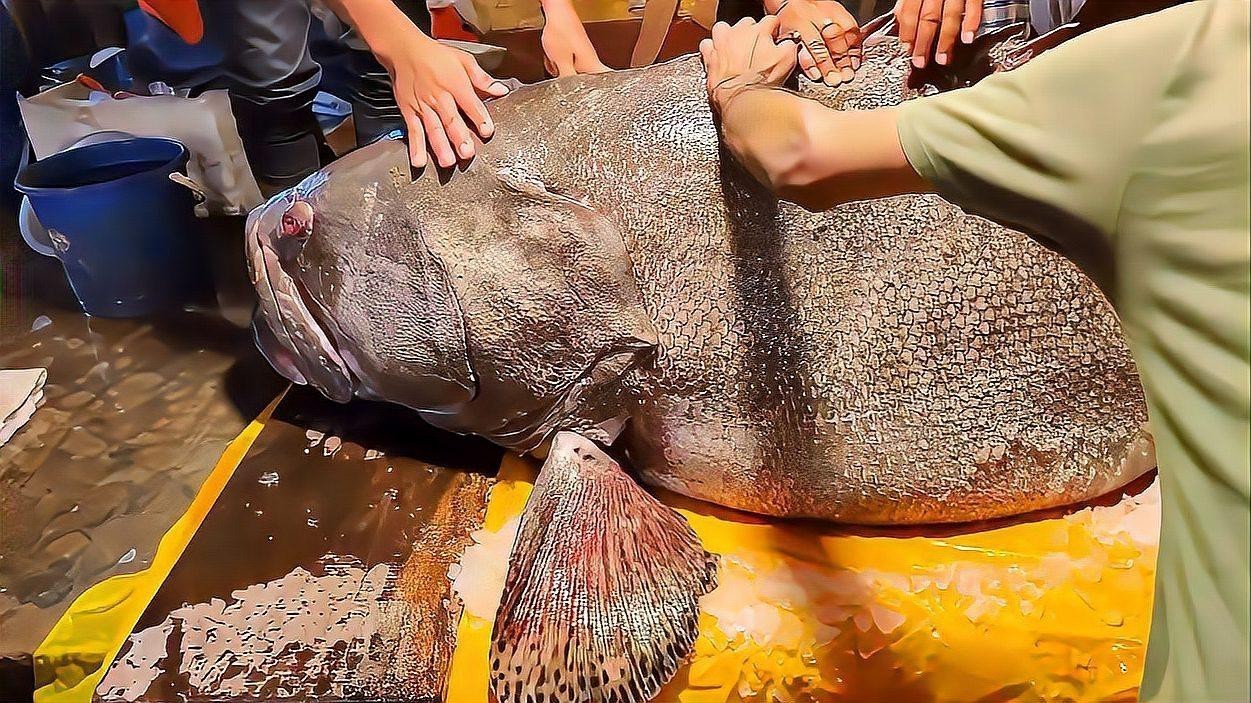 北海龍魚圖片欣賞圖