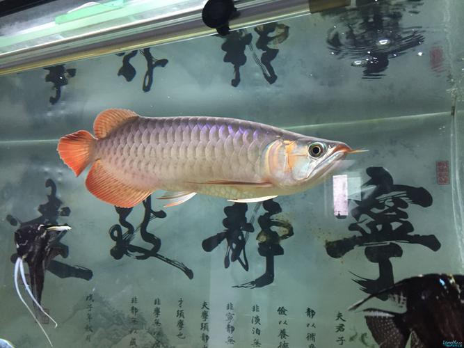 北海龍魚圖片欣賞圖