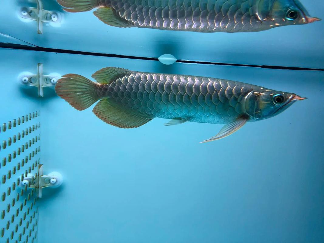 北海龍魚圖片欣賞圖