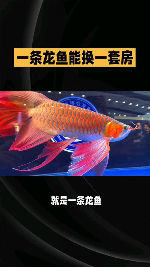 北海龍魚圖片欣賞圖