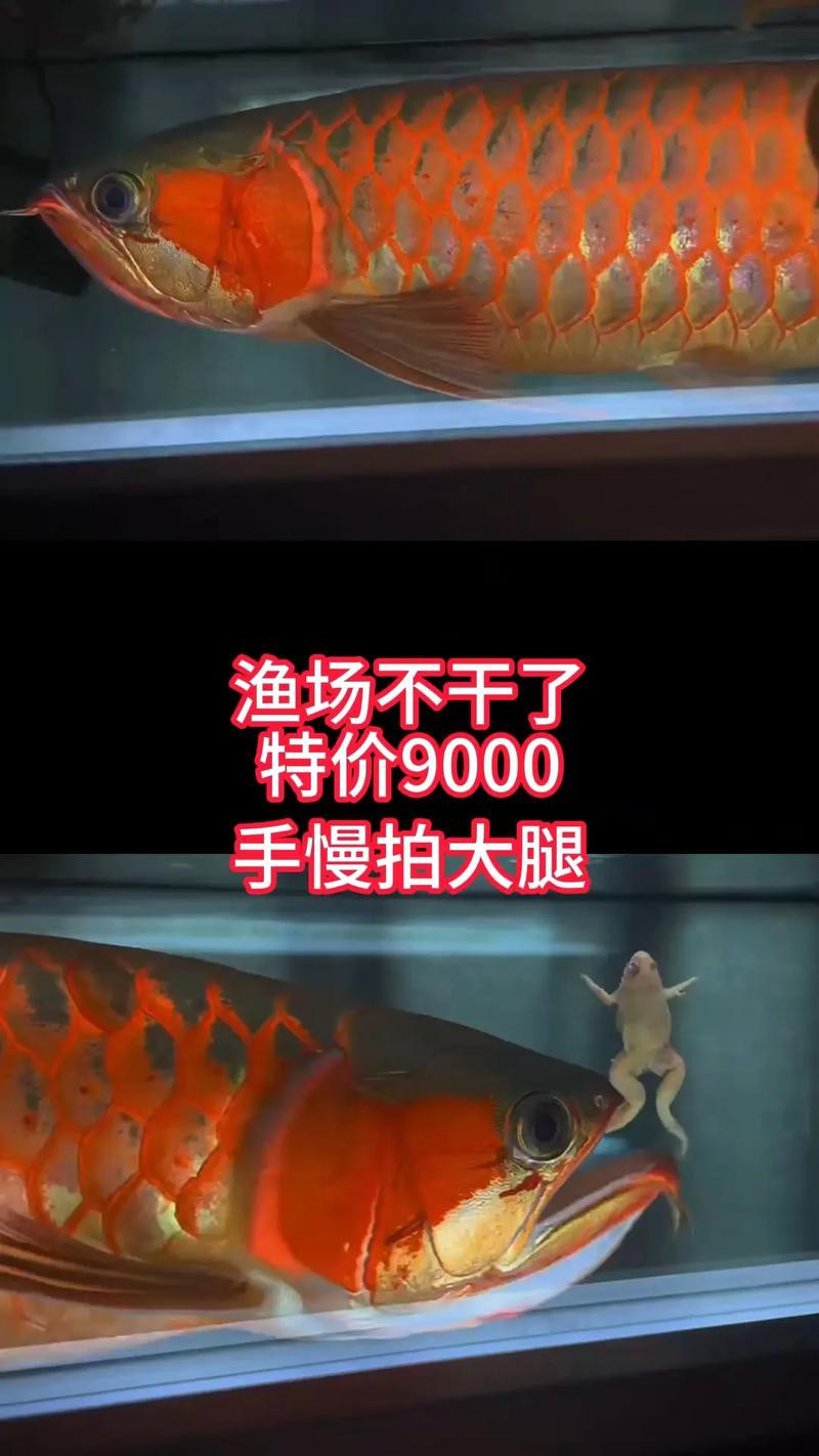 北海龍魚圖片欣賞圖