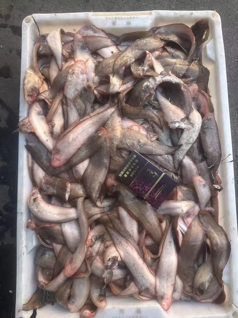 北海龍魚圖片欣賞圖