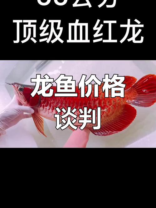 北海龍魚圖片欣賞圖