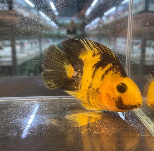 北海龍魚圖片欣賞圖