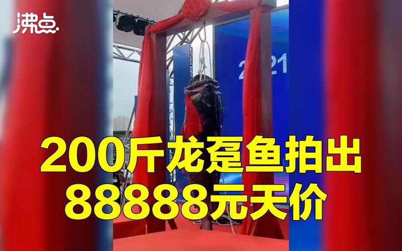 北海龍魚圖片欣賞圖