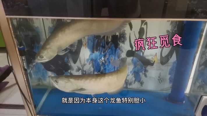 紅龍魚的須斷了怎么辦:紅龍魚的胡須斷了怎么辦