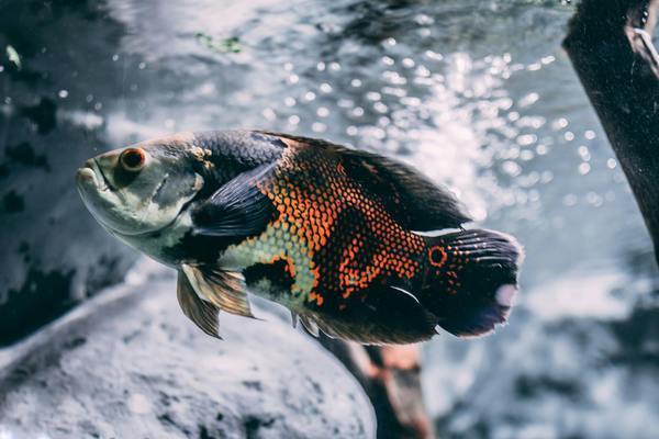 海倫市精創花卉商店