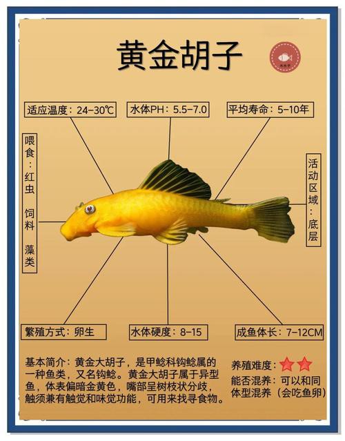 哪些清潔魚可以替代飛鳳魚？