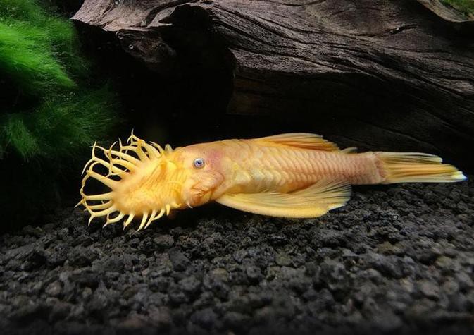 哪些清潔魚可以替代飛鳳魚？