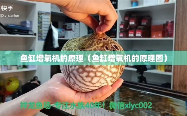 洛陽市老城區趙秋觀賞魚店（洛陽市老城區趙秋觀賞魚店地址）