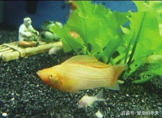 珠海市<strong><mark>香洲</mark></strong>魚躍水族清潔服務部（珠海市<strong><mark>香洲</mark></strong>魚躍水族清潔服務部電話）