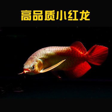 觀賞龍魚價格多少一條
