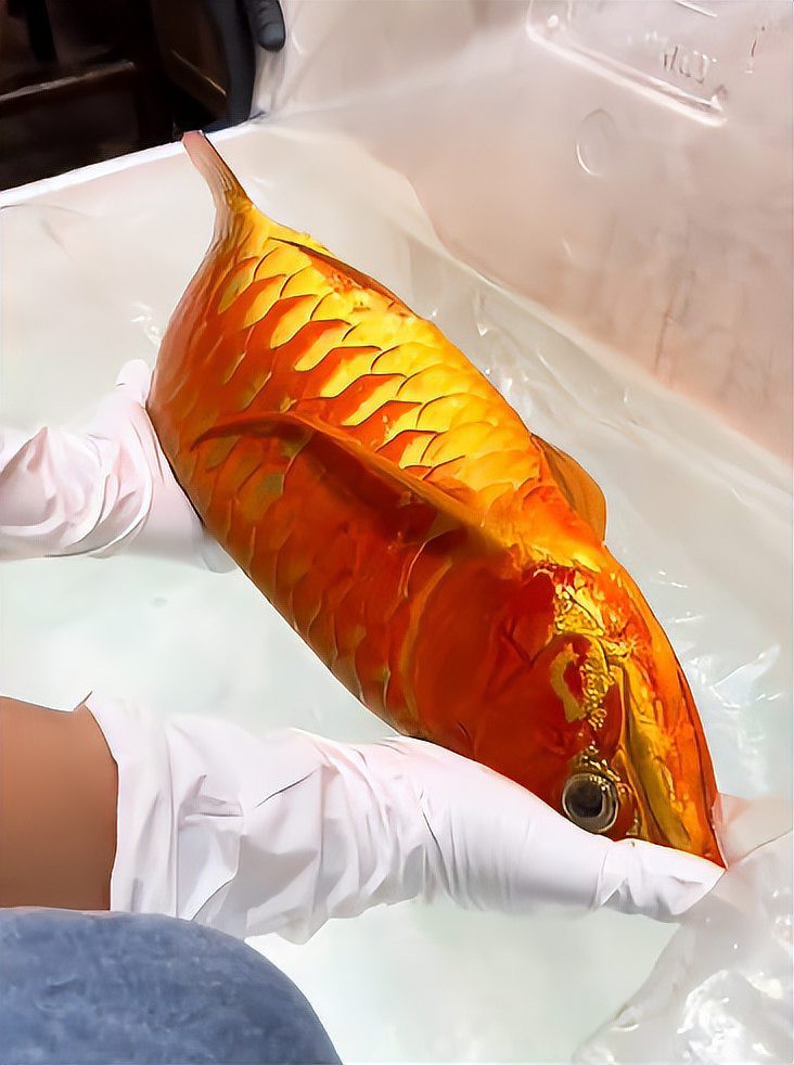 觀賞龍魚價格多少一條
