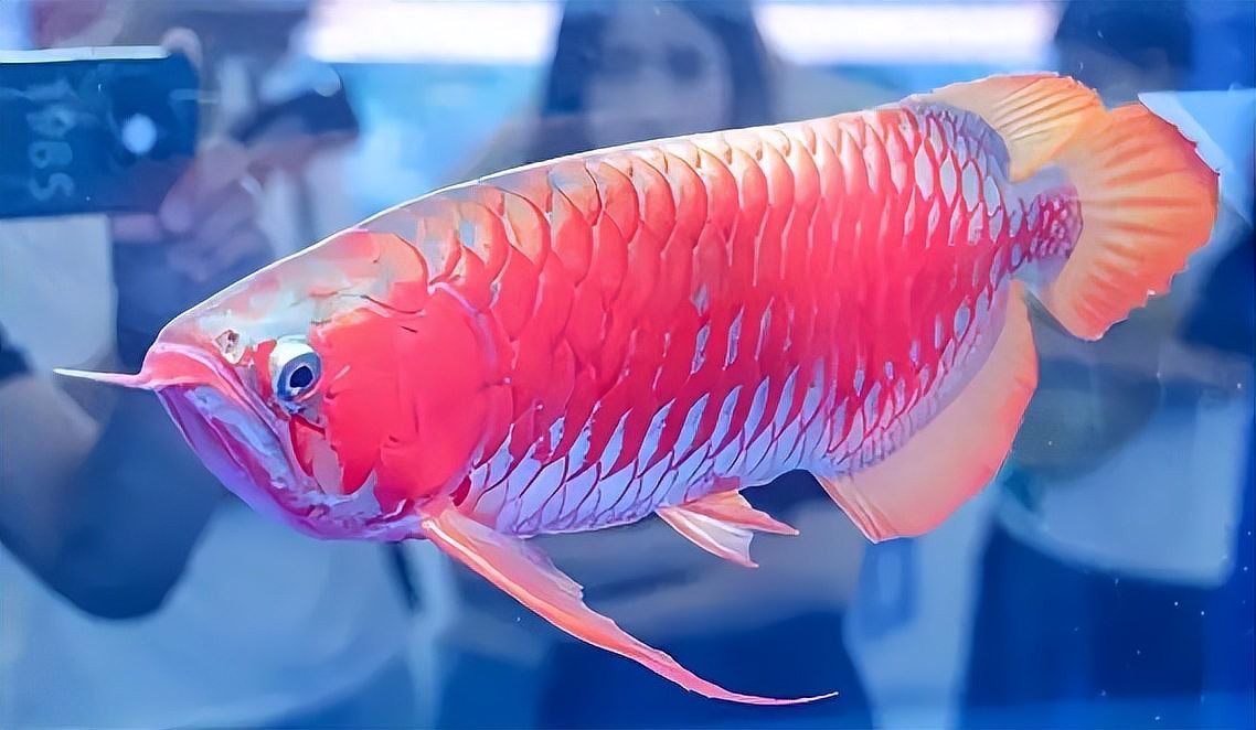 觀賞龍魚價格多少一條