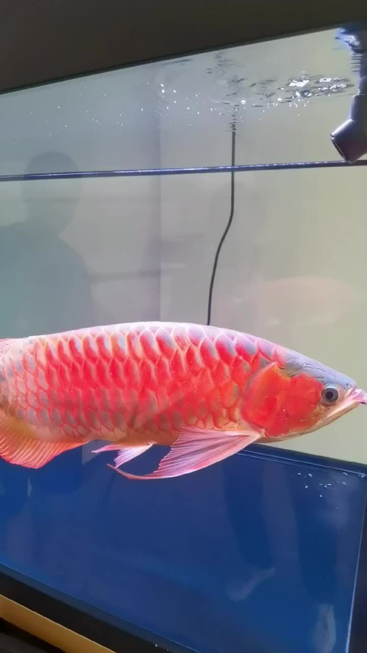 觀賞龍魚價格多少一條