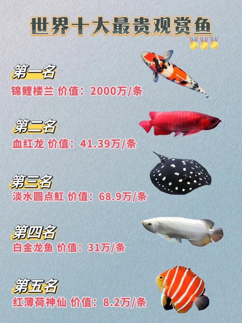 一條金龍魚大約多少錢一斤啊
