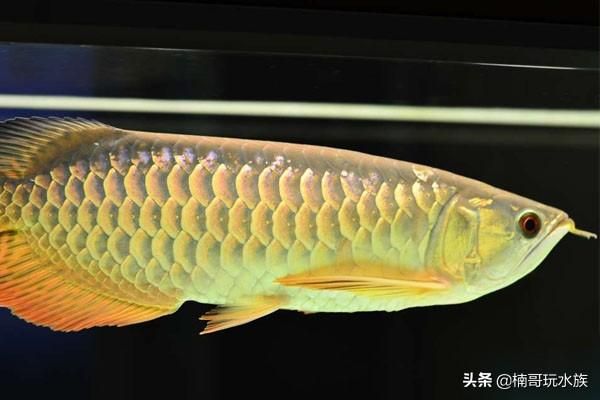 金龍魚寫真照片(金龍魚是一種非常受歡迎的觀賞魚,以其華麗的外觀和姿態(tài)著稱) 龍魚百科 第4張 金龍魚寫真照片(金龍魚是一種非常受歡迎的觀賞魚,以其華麗的外觀和姿態(tài)著稱) 金龍魚寫真照片(金龍魚是一種非常受歡迎的觀賞魚,以其華麗的外觀和姿態(tài)著稱) 龍魚百科 第4張