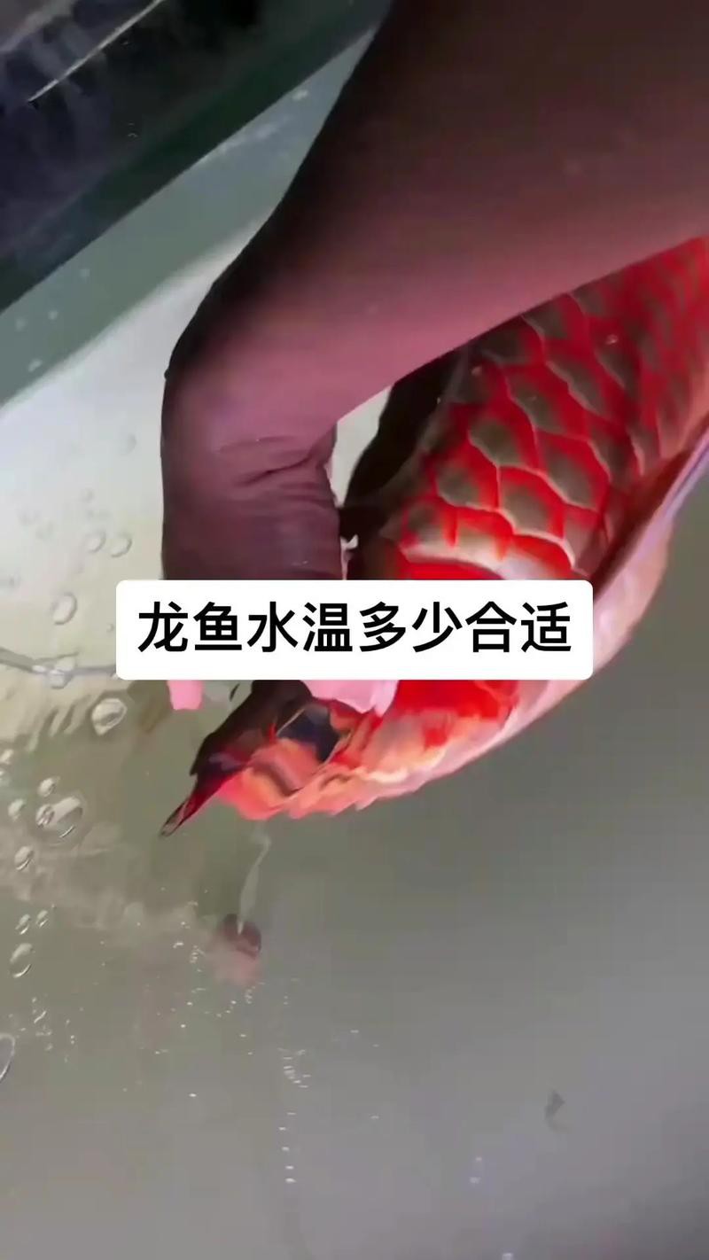 養龍魚的水溫多少合適呢冬天 養龍魚的水溫多少合適呢冬天 龍魚百科 第3張