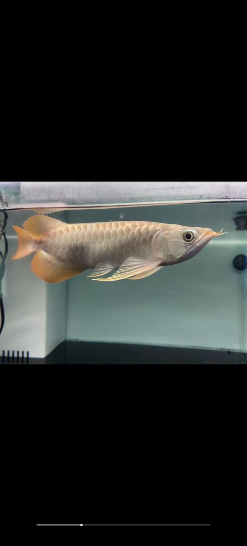 養龍魚的水溫多少合適呢冬天 養龍魚的水溫多少合適呢冬天 龍魚百科 第5張