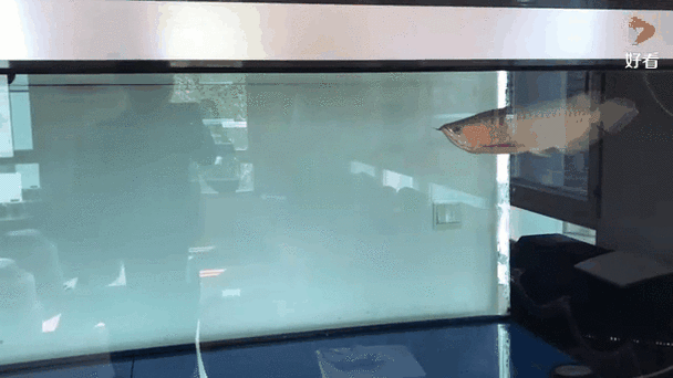 養龍魚的水溫多少合適呢冬天 養龍魚的水溫多少合適呢冬天 龍魚百科 第4張