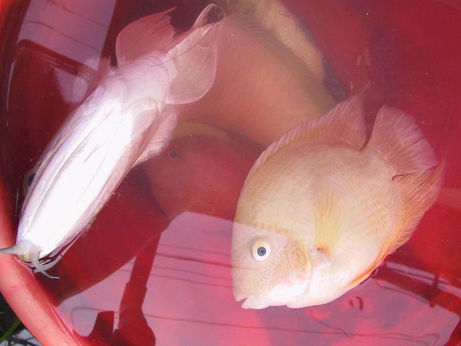 養龍魚的水溫多少合適呢冬天 養龍魚的水溫多少合適呢冬天 龍魚百科 第6張