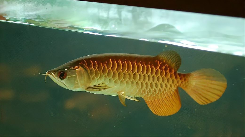 養龍魚的水溫多少合適呢冬天 養龍魚的水溫多少合適呢冬天 龍魚百科 第1張
