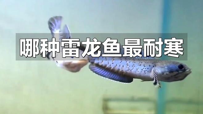 雷龍魚養多久才不會跳缸