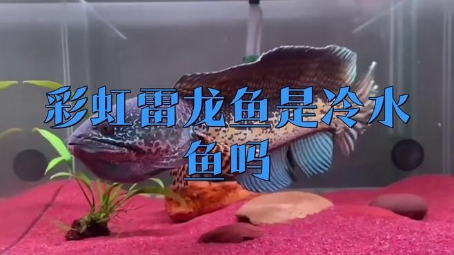 雷龍魚養多久才不會跳缸