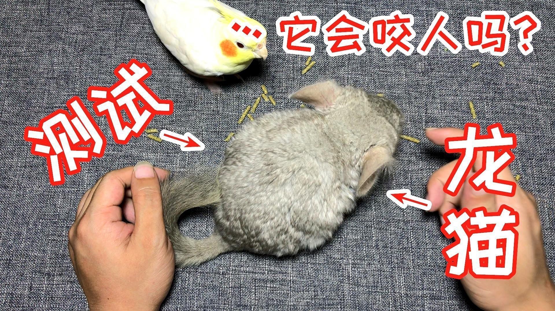 如何預防龍貓的常見疾病？ 如何預防龍貓的常見疾病？ 龍魚百科 第4張