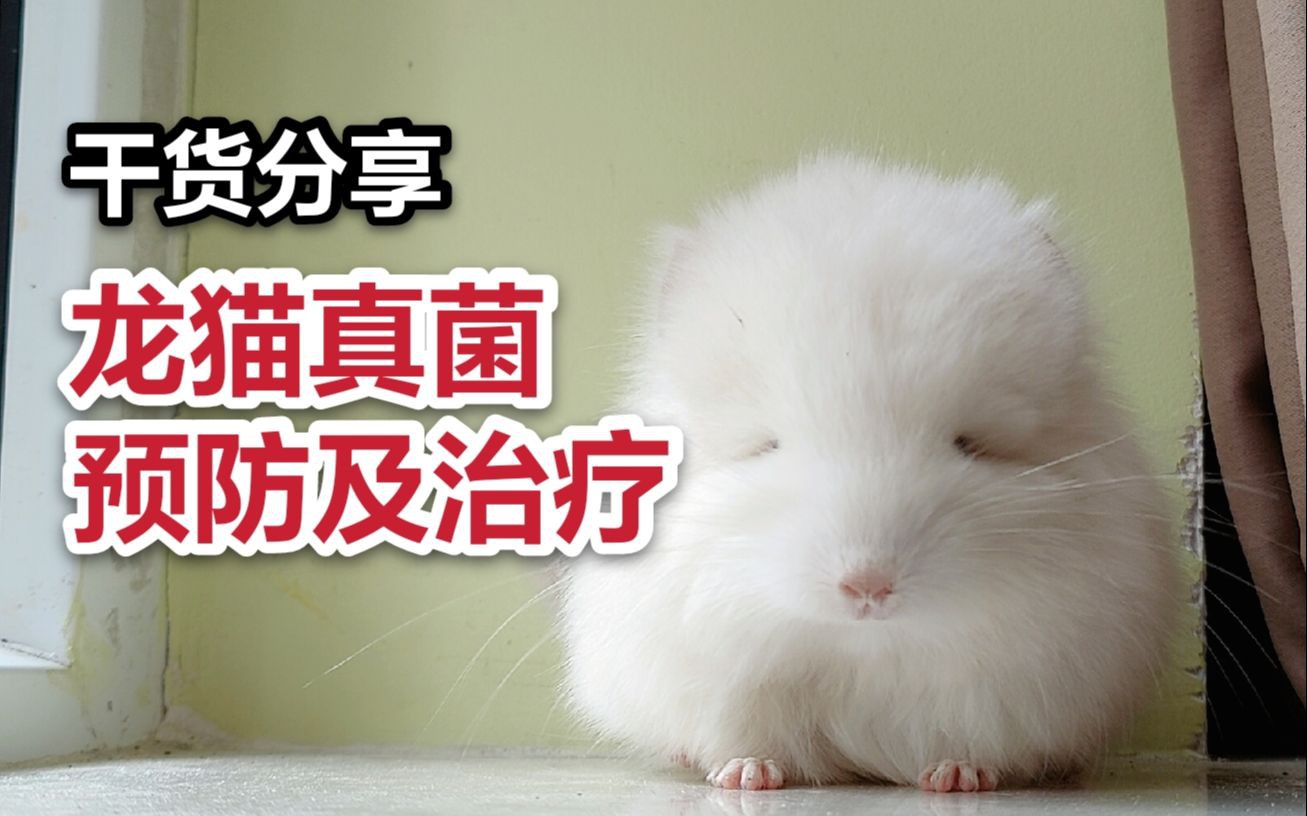 如何預防龍貓的常見疾病？ 如何預防龍貓的常見疾病？ 龍魚百科 第6張