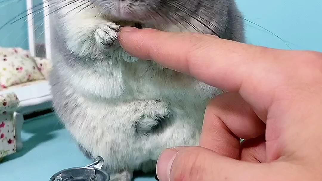 如何預防龍貓的常見疾病？ 如何預防龍貓的常見疾病？ 龍魚百科 第2張