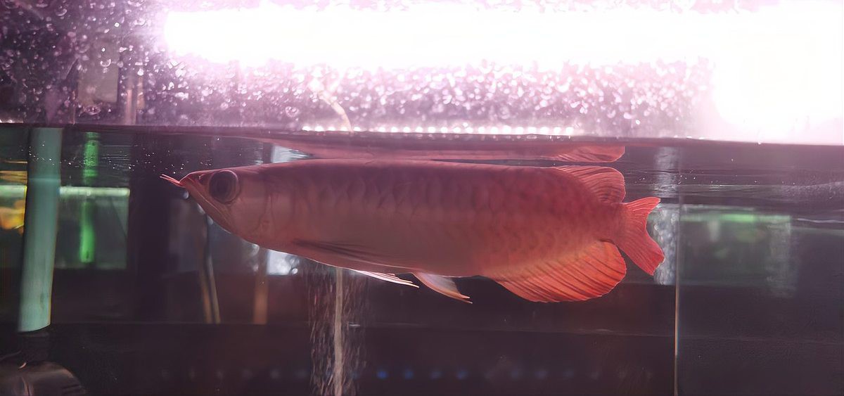 紅龍魚去哪里買好一點