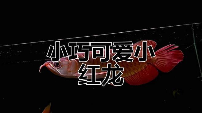 紅龍魚去哪里買好一點