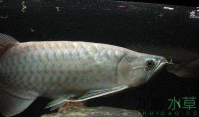 紅龍魚鱗片上有黑點是什么