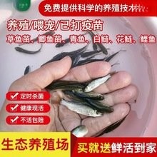龍魚魚苗哪里批發(fā)