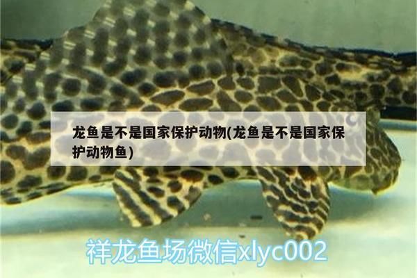 青龍魚是保護動物嗎為什么：探究青龍魚的生態價值與法律地位