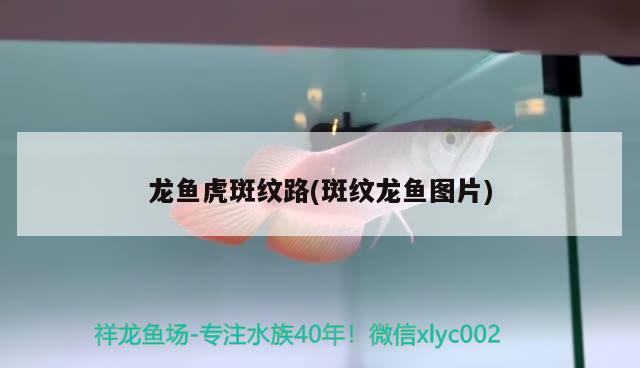 江門市堤東金龍水族店