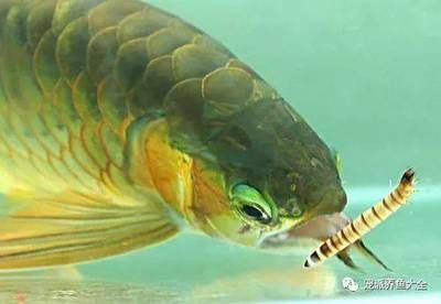 大龍魚是什么魚（大龍魚是一種大型淡水魚，是一種極具觀賞價(jià)值的大型淡水魚） 大龍魚是什么魚（大龍魚是一種大型淡水魚，是一種極具觀賞價(jià)值的大型淡水魚） 龍魚百科 第2張