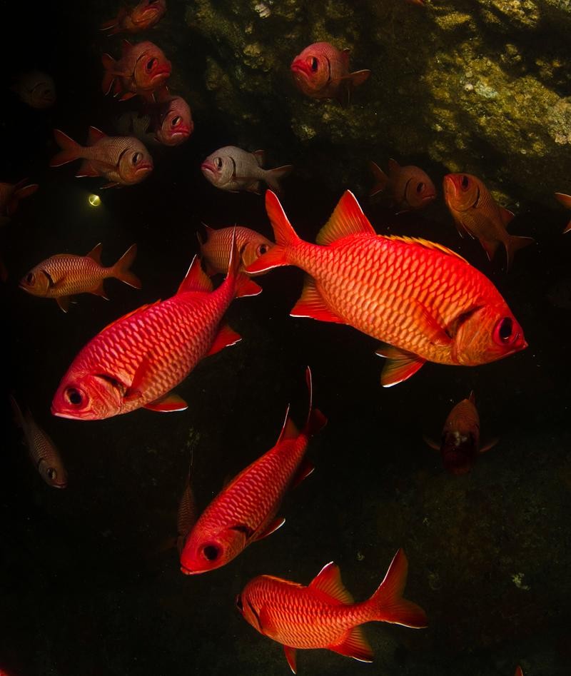 頂級紅龍魚手機壁紙高清