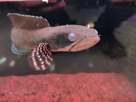 雷龍魚內(nèi)蒙眼特效藥