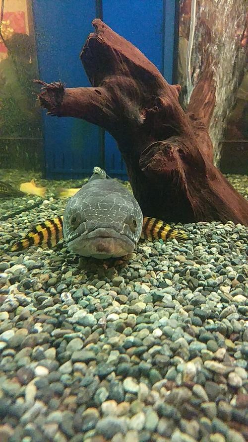 雷龍魚內(nèi)蒙眼特效藥