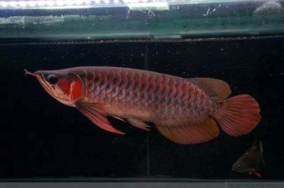 怎么調(diào)整龍魚(yú)的食欲：如何提高龍魚(yú)的食欲